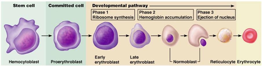 The erythrocytes are derived from primitive nucleated cells in the bone marrow by successive processes of mitosis and maturation.