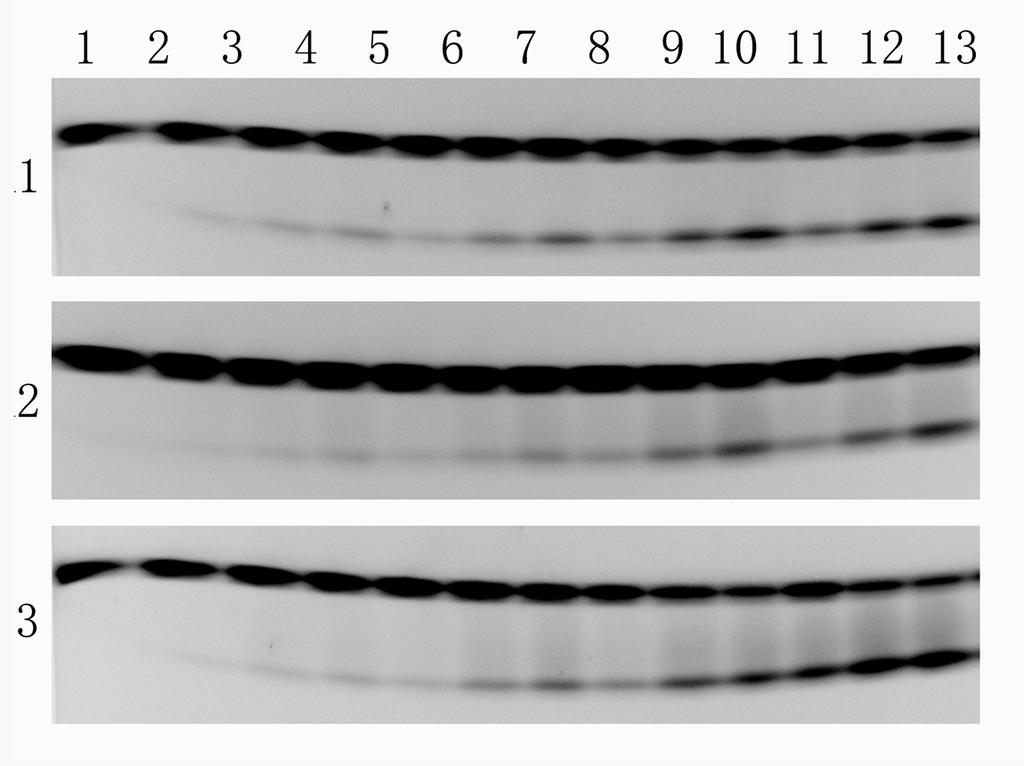 Fig.S2 Electrophoretograms of denaturing PAGE gel showing time and concentration dependences in the cleavage of oligonucleotides R1-3 R1(1) R2(2) R3(3) by THPTb.