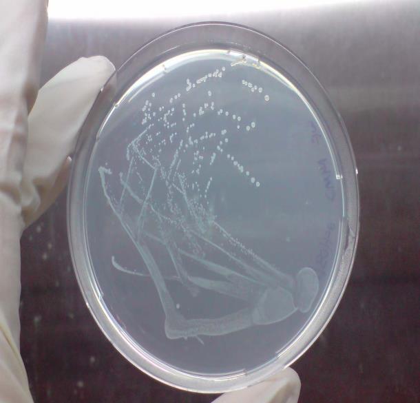 c) Figure S2: Growth of Escherichia coli DH5α on formulated colourless agar at 37 o C with different concentrations