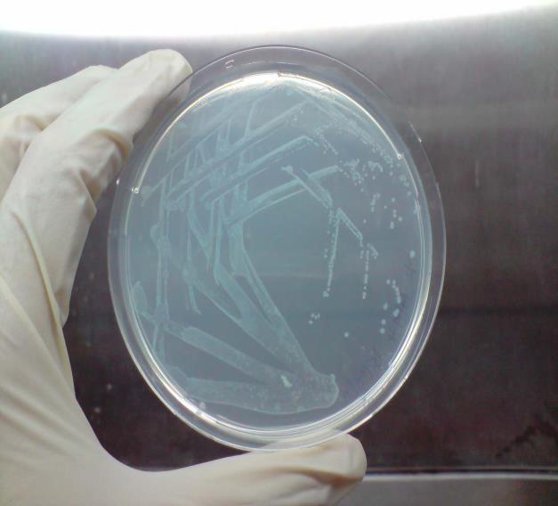b) c) Figure S3: Growth of Pseudomonas protegens Pf-5 on formulated colourless agar at 30 o C with