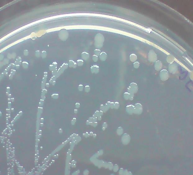 S3). Specifically, small, round, greenish mucoid colonies were obtained during cultivation of P.