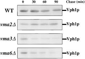 Figure 1. Stability of the 100- kd V-ATPase subunit (Vph1p) in wild-type and vma mutant cells.