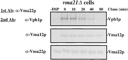 Vma21p is a third assembly factor absolutely required for V-ATPase assembly, this protein appears not to be a component of the Vma12p/Vma22p complex. Figure 7.