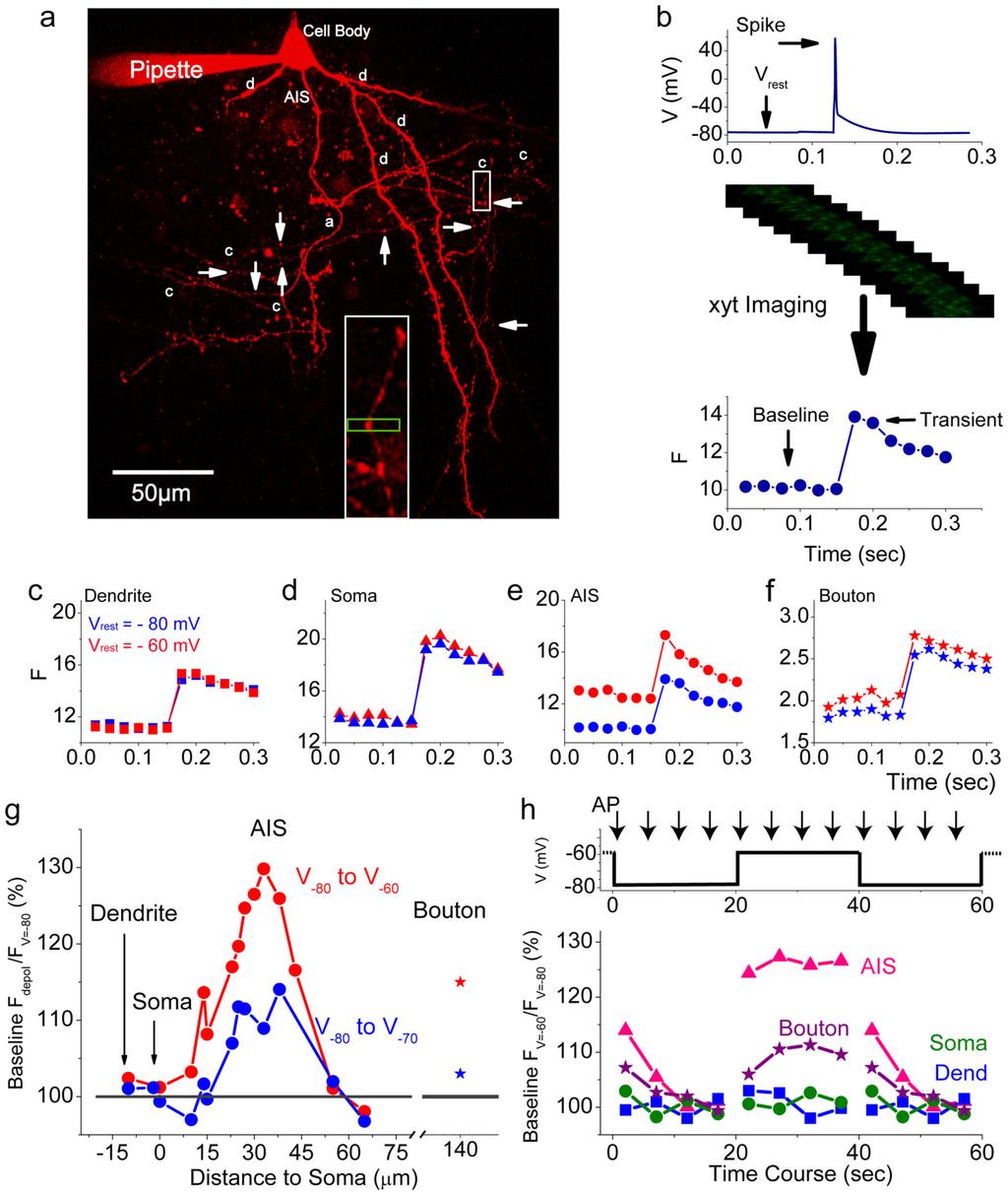 Yu et al. Page 17 Figure 1. Depolarization increases resting [Ca 2+ ] levels in the axon initial segment and proximal boutons. a. Morphology of a recorded pyramidal cell showing the basal dendrites, main axon, and axon collaterals.