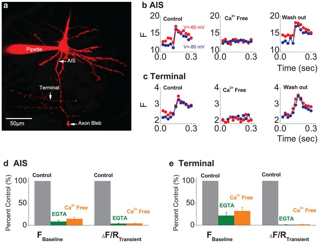 Yu et al. Page 21 Figure 4. The effects of depolarization on Ca 2+ concentrations are antagonized by buffering internal Ca 2+ or blocking transmembrane Ca 2+ entry. a. Morphology of the studied neuron.