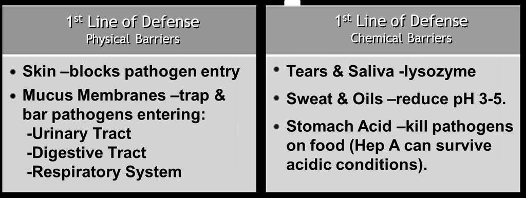 b) Mucus Membranes (Physical Barrier): line digestive, respiratory, genitourinary system & bar entry of pathogens.