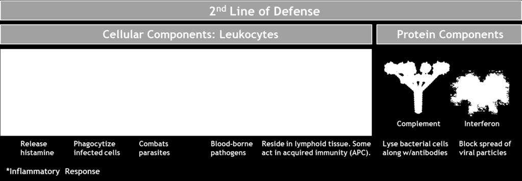 These cellular responses represent the body s second line of defense against infection & is carried out by the following white blood cells: a) Neutrophils: are attracted to sites of infection by