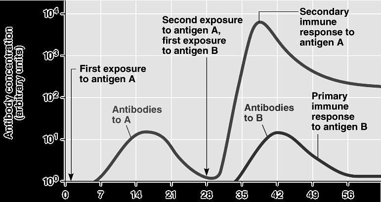 Figure 7: Primary vs Secondary Immune Response III.