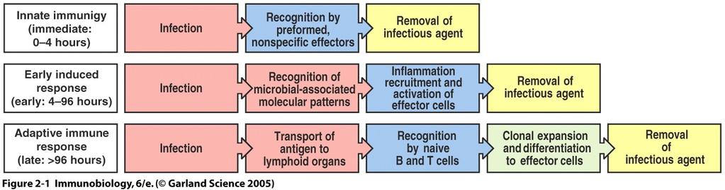 Response to an infection Old view: Innate immunity is first line of defense; Adaptive immunity is only activated when innate immune functions are insufficient to contain pathogen.