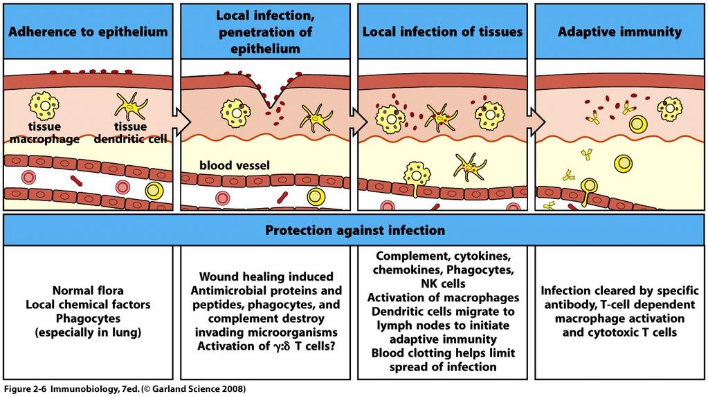 Infection occurs when pathogens breach the barriers Just under the