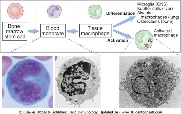 Phagocytes: the next line of defense Macrophages- continuously produced from monocytes.