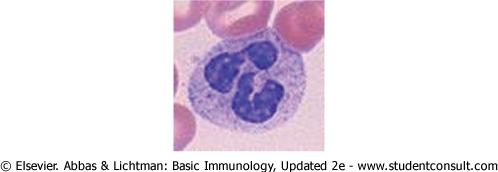 Found in large numbers in: Intestines Lung (Alveolar Macs) Liver (Kupffer cell) Spleen (clear old RBCs) Neutrophils (PMNs,