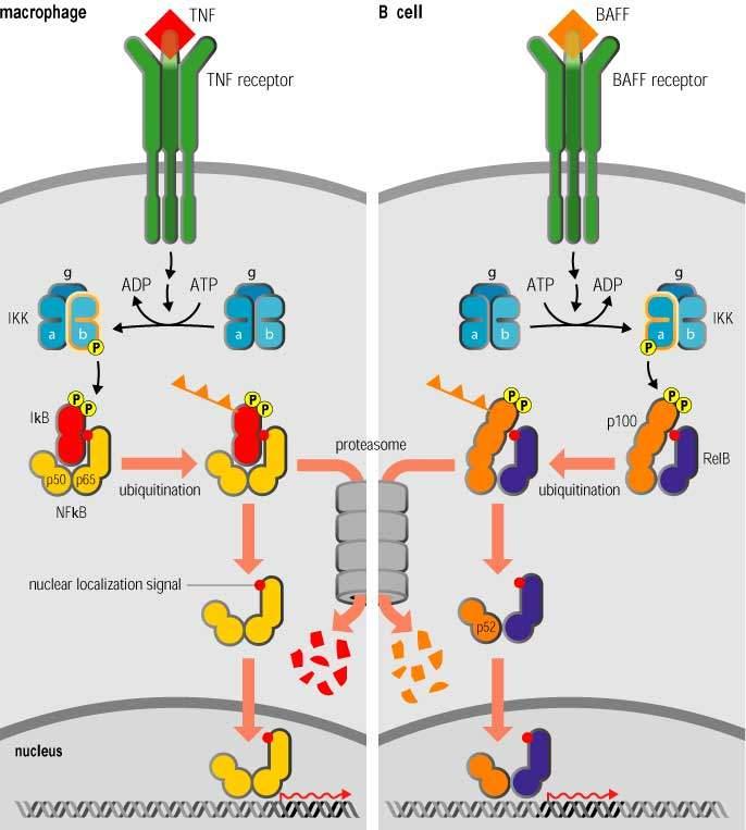 Toll-like receptor activation Activate transcription of various cytokines, enzymes, adhesion molecules,
