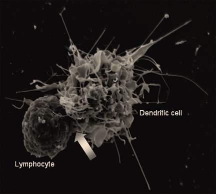 Dendritic cells Produce cytokines to recruit leukocytes and initiate adaptive immune