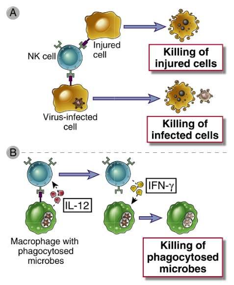 Natural killer cells NK cells Innate lymphoid cell, subtype of lymphocytes 10% of lymphocytes in blood and organs cytoplasmic