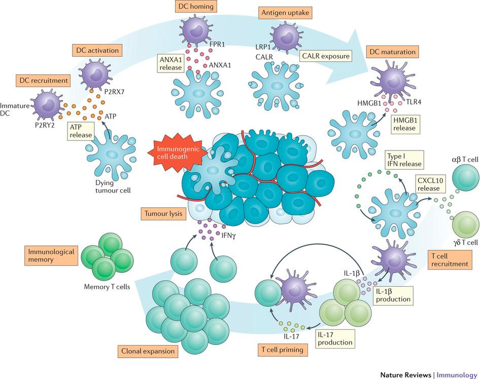 Immunogenic cell death (ICD)