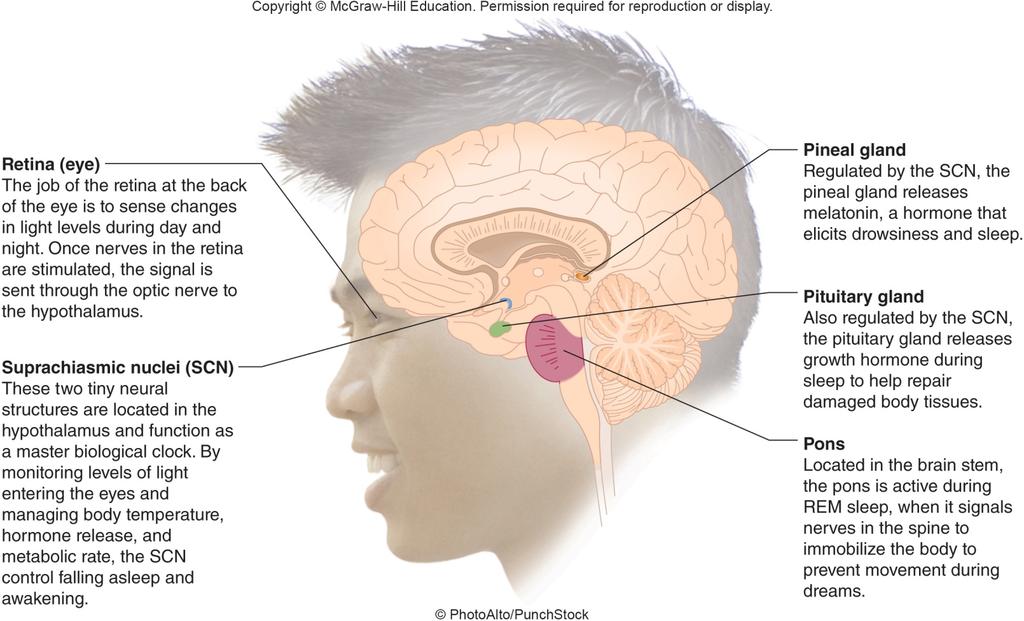Brain Strctres Involved in Sleep and Waking Copyright 2015 McGraw-Hill Edcation.