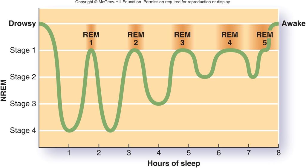 One Night s Sleep Cycles Copyright 2015 McGraw-Hill Edcation. All rights reserved.