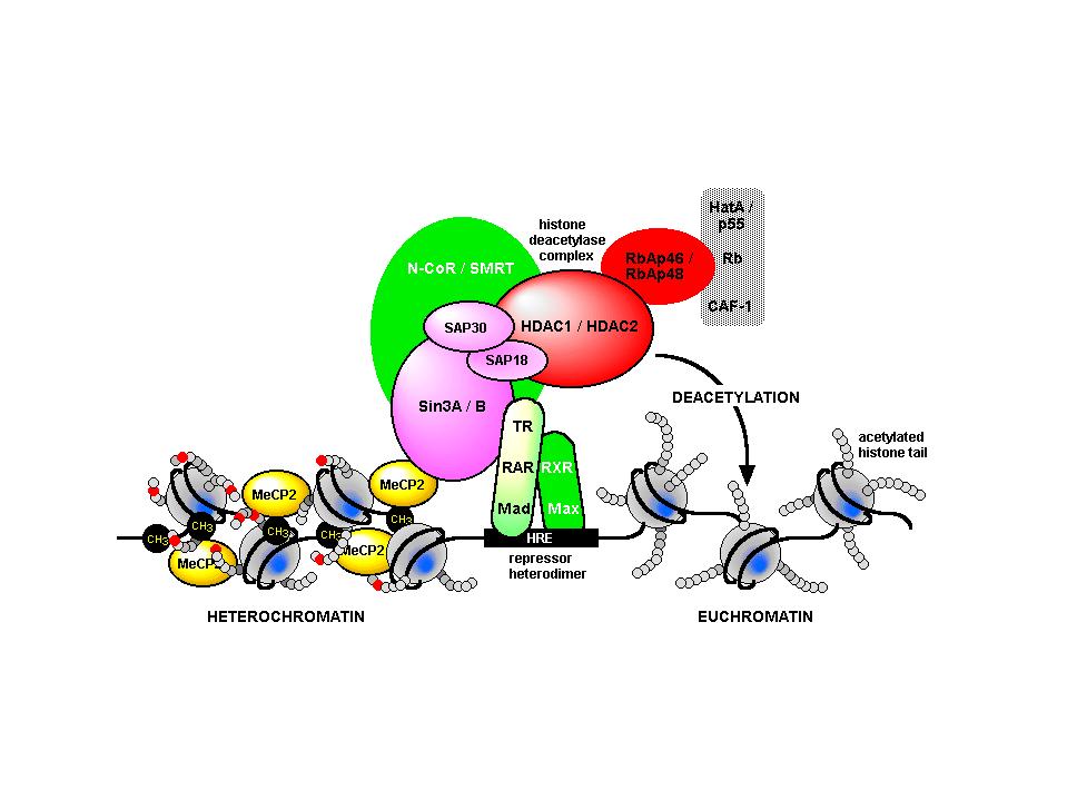 Epigenetic repression of gene expression The Chromatin Group,