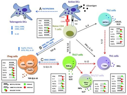 Epigenetic regulation CD4+ T cell