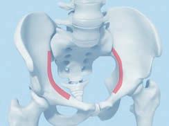 Intended Use, Indications and Contraindications Intended Use Pelvic implants are intended for temporary fixation, correction or stabilization of bones in the pelvis.