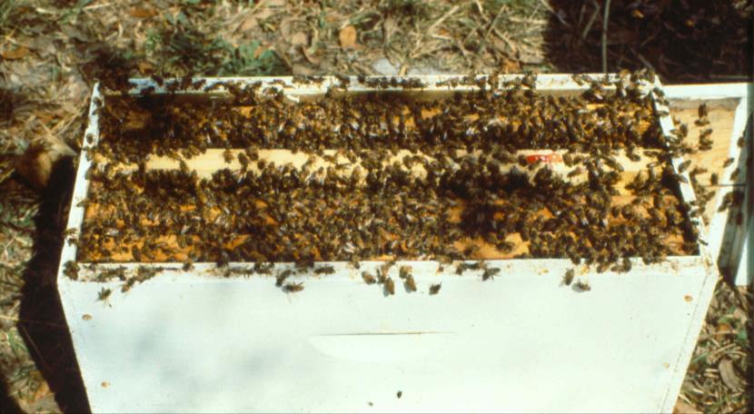 Cell Starter Starter hive Used to start the grafted