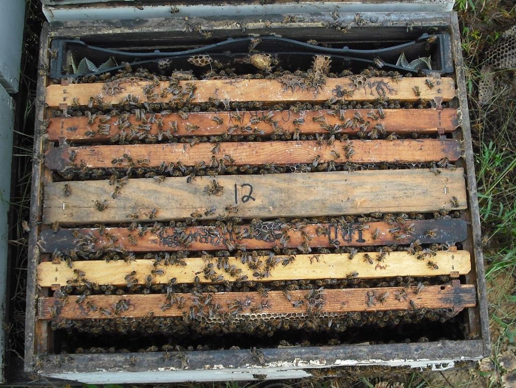 Cell Builder Honey Pollen Sealed brood Honey