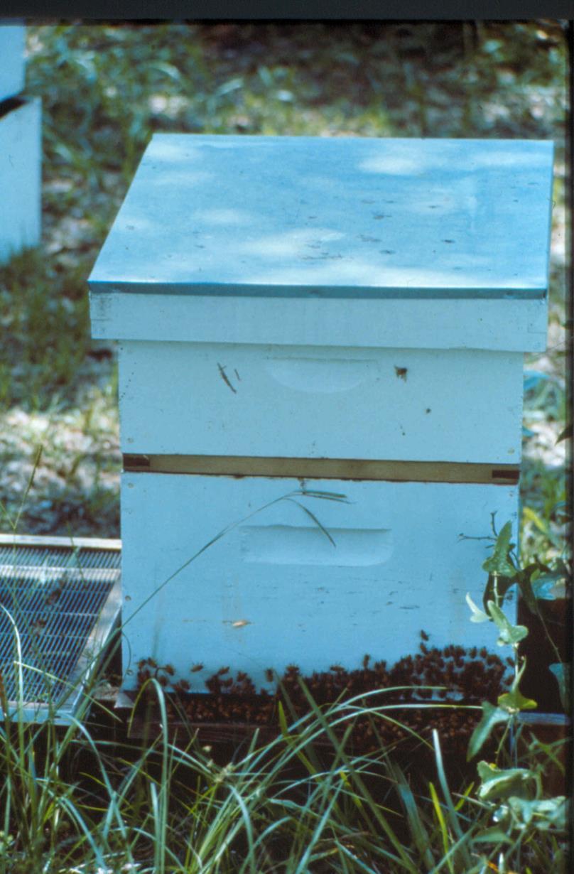 Bee Density is the most important feature to successful queen rearing.