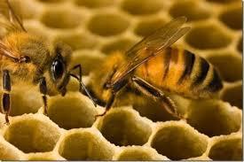 Nurse Bees Feed Larvae Nurse bees eat pollen and honey They secrete brood food from