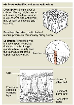 Epithelia: Pseudostratified Columnar Single layer of cells with different heights; all cells in contact with the basement membrane; some do not reach the free surface; always have cilia Nuclei are