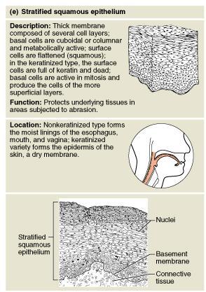 Epithelia: Stratified Squamous Thick membrane composed of several layers of cells Function in protection of underlying areas subjected to chemical and mechanical