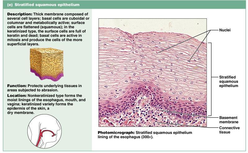 Epithelia: Stratified Squamous Thick membrane composed of several layers of cells Function in protection of underlying areas subjected to abrasion
