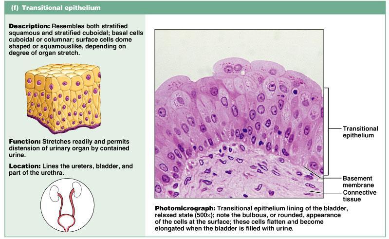 Epithelia: Transitional Several cell layers, basal cells are cuboidal, surface cells are dome shaped Stretches to
