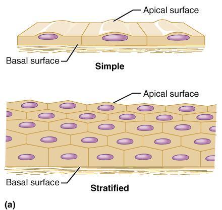 Classification of Epithelia Simple : one layer; all in contact with basement membrane Stratified: many