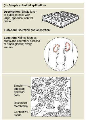 Epithelia: Simple Cuboidal Single layer of cubelike cells with large, spherical central nuclei Function in secretion and absorption, limited