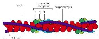 Structure Associated with tropomyosin, which forms a continuous chain along each actin thin filament A complex of the