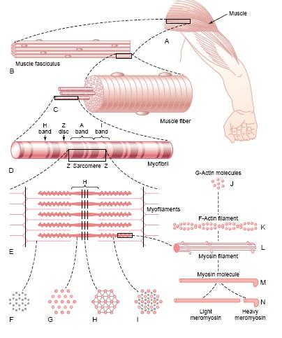 THE EFFECTORS Physiology of the skeletal muscle About 40 percent of the body is skeletal muscle, and perhaps another 10 percent is smooth and cardiac muscle.