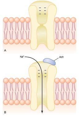 when an action potential spreads over the terminal, voltagegated calcium channels open and allow calcium ions to diffuse from the synaptic space to the interior of the nerve terminal.