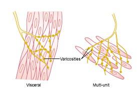 Furthermore, where there are many layers of muscle cells, the nerve fibers often innervate only the outer layer, and muscle excitation travels from this outer layer to the inner layers by action
