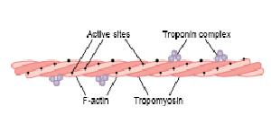 A pure actin filament without the presence of the troponin-tropomyosin complex (but in the presence of magnesium ions and ATP) binds instantly and strongly with the heads of the myosin molecules.