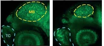 In zebrafish, knockdown of mir-7 or expression of cir-7 causes midbrain defects. Evidence: mir-7 loss-of-function causes a specific reduction of midbrain size.