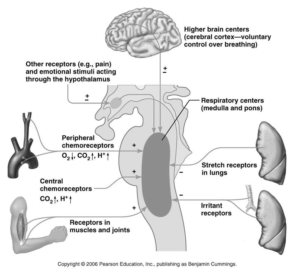 Medullary Respiratory Centers Figure 22.