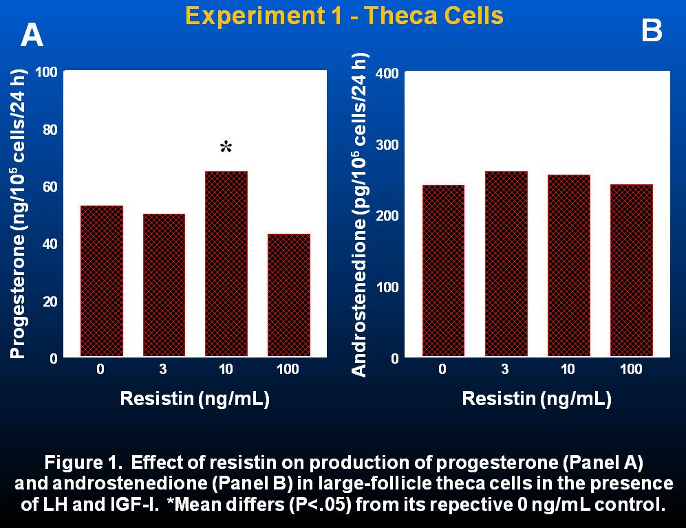 4 Based on results of the present study, resistin most likely regulates the follicular function primarily through the granulosa cell and not the theca cell in cattle.