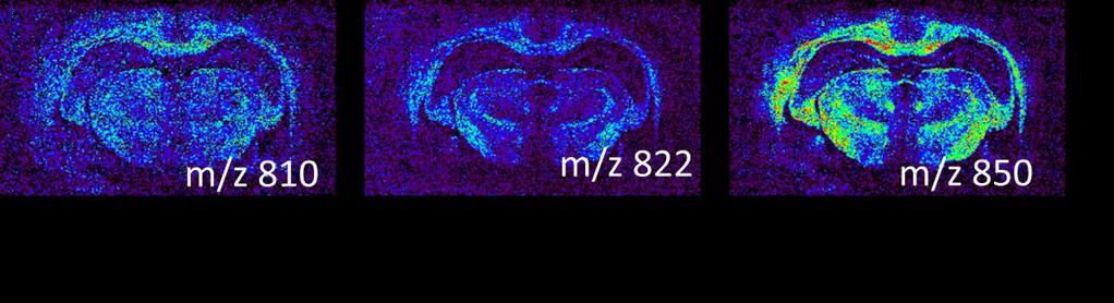 113 Figure 4.2.29. MeSIMS images of galactoceramides in the coronal brain tissue.