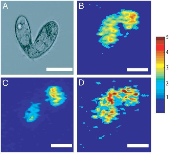 23 Figure 1.5.5. Microscopy (DIC) image of a mating tetrahymena thermophila (a) and SIMS image depicting localizations of an ubiquitous organic ion at m/z 69 (C 5 H 9, b).