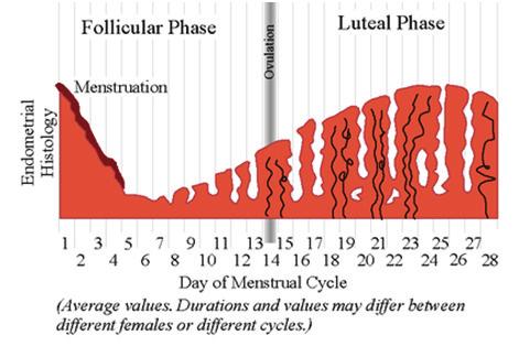 DUB Laboratory Evaluation Pregnancy test Pap smear CBC +/- CMP Platelets Coagulation studies UA Midluteal progesterone level (>3ng/mL) Prolactin TSH FSH LH Testosterone DHEA-S Next Endometrial