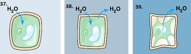 For questions 37-39 using the following answer choices to tell describe each picture: A. Hypertonic B. Hypotonic C.