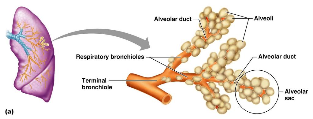 e. Terminal bronchioles: these tubes branch from a bronchiole. Fifty to eighty terminal bronchioles occupy a lobule of the lung. f. Respiratory bronchioles: 2 or more branch from terminal bronchioles.
