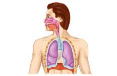 Functions of The Respiratory System To allow gases from the environment to enter the bronchial tree through inspiration by expanding the thoracic volume.
