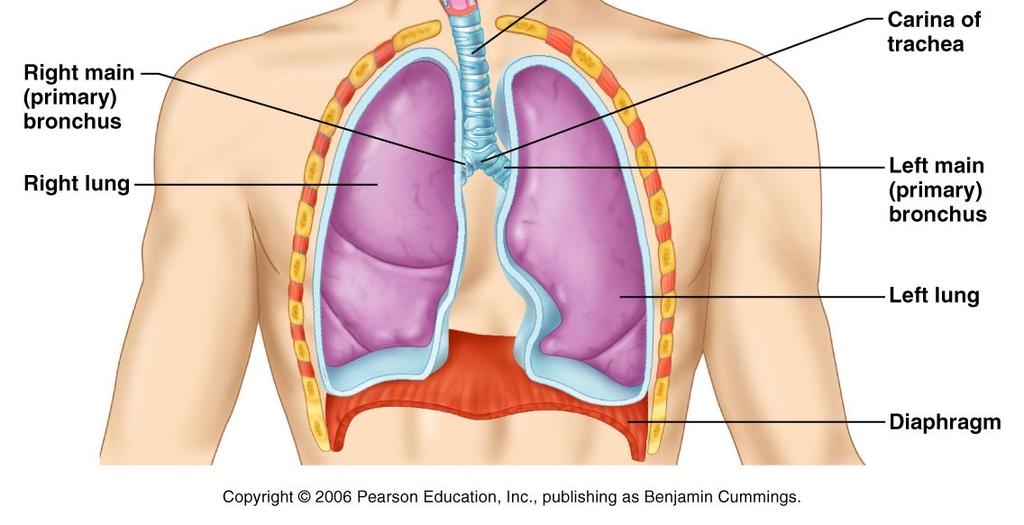 General Anatomy of The Respiratory System 1.